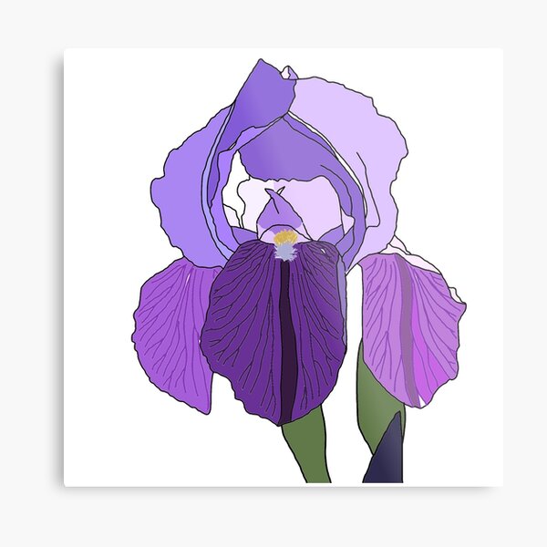 Schwertlilie (Iris) Metallbild