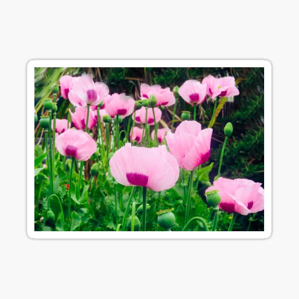 Item preview, Pink poppies  designed and sold by BerylBez.