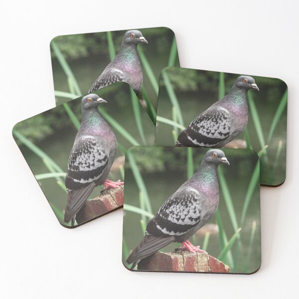 Item preview, Pigeon modelling this years plumage. designed and sold by GingerMan2550.