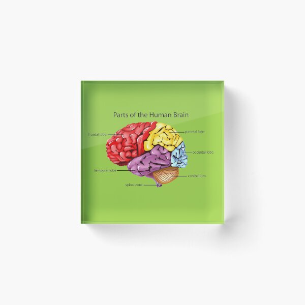 Item preview, Parts of the human brain designed and sold by sbrstore.
