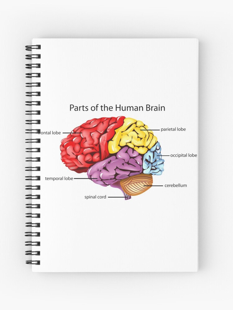 partes del cerebro