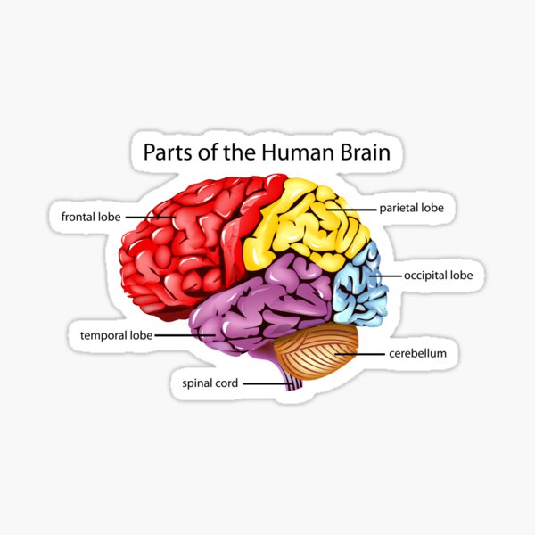 human brain mapping labels