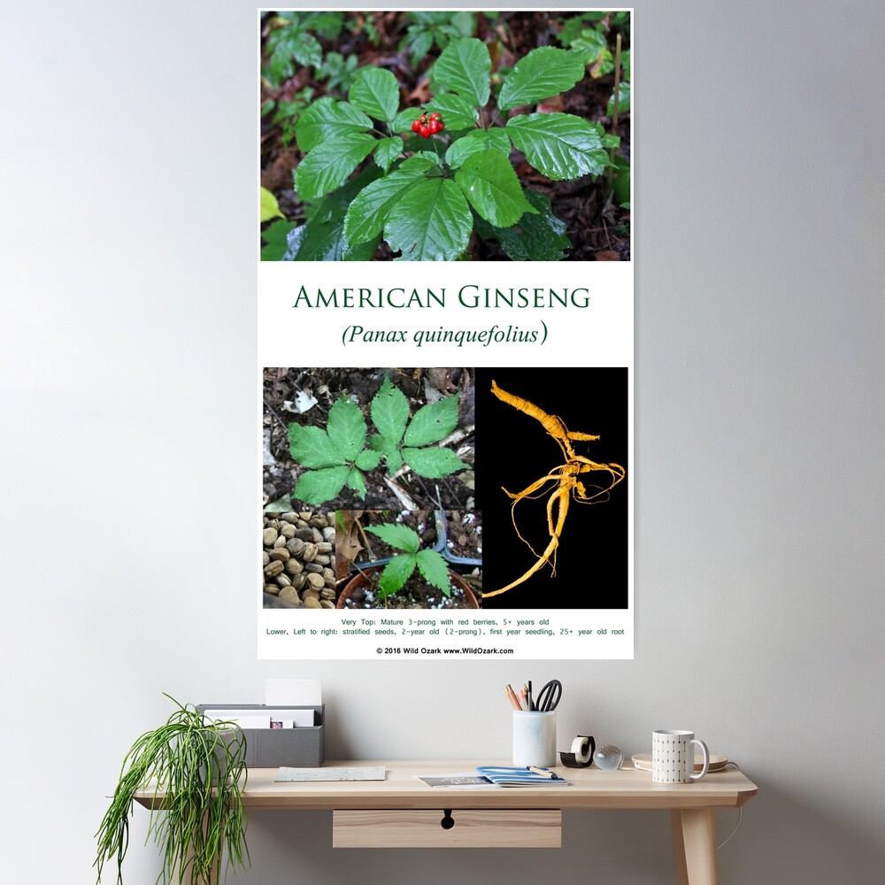 American Ginseng Poster