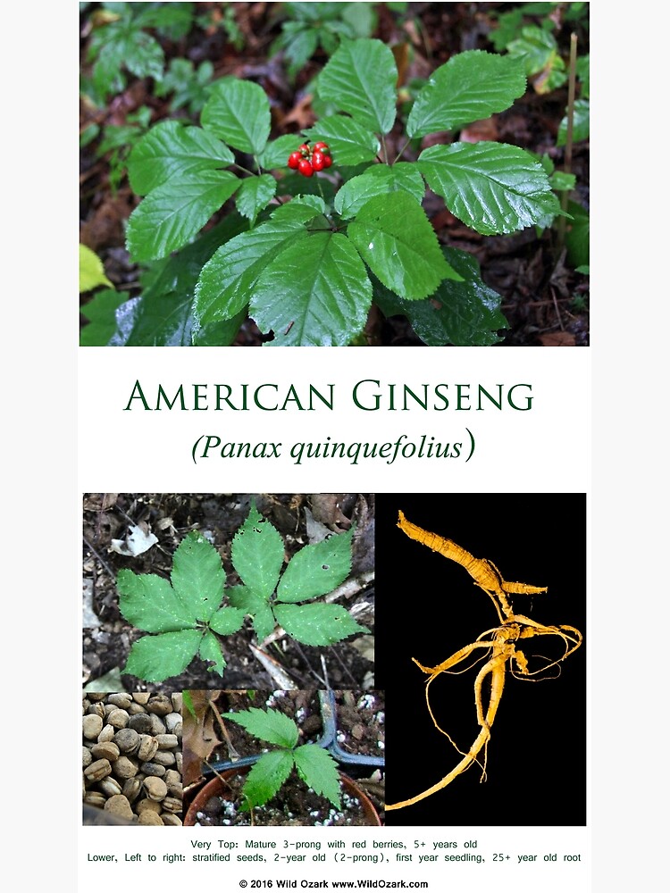American Ginseng by wildozark