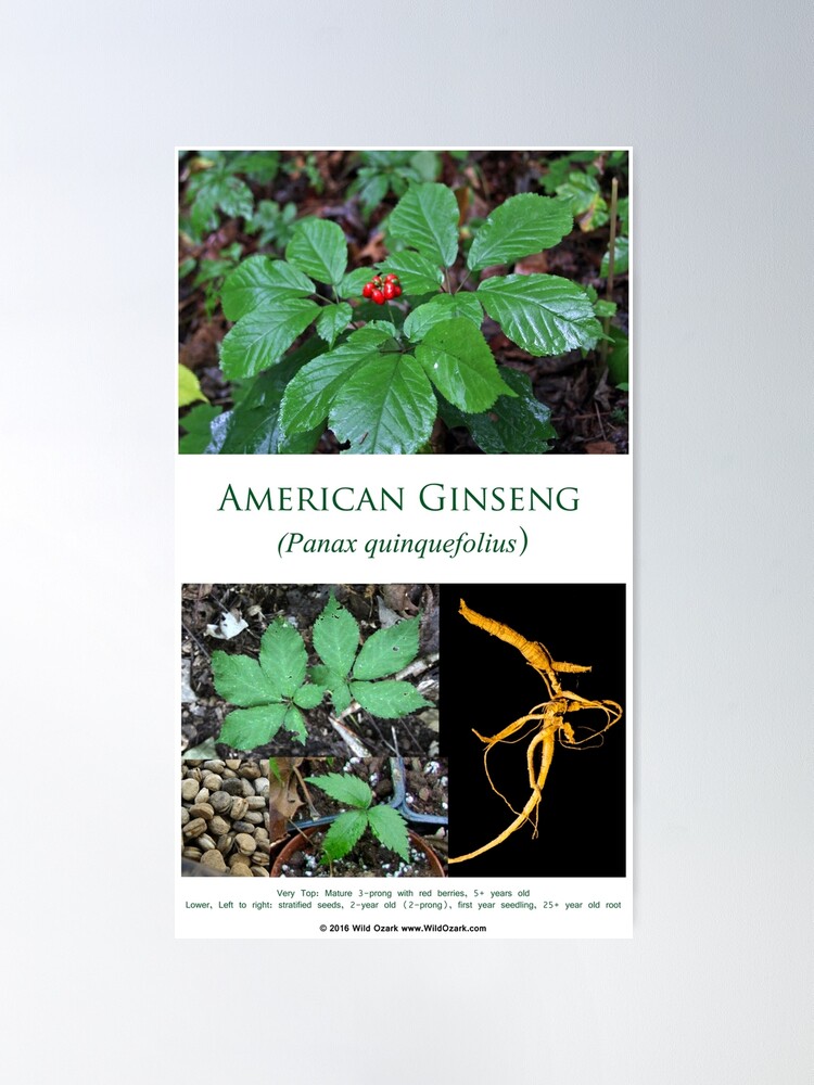 Alternate view of American Ginseng Poster