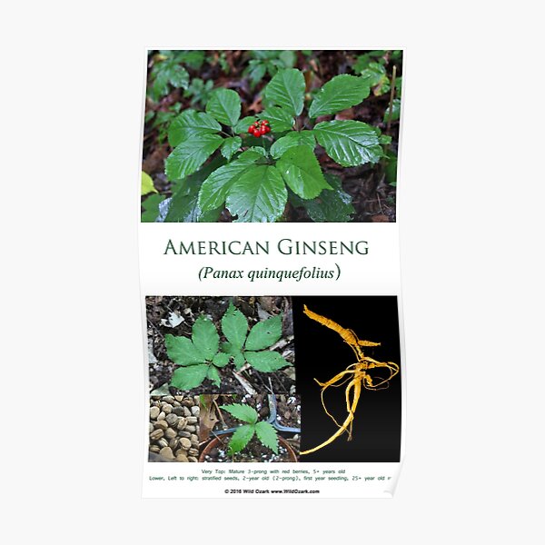 American Ginseng Poster