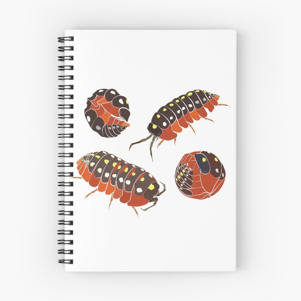 Aperçu de l'œuvre Isopodes du Monténégro Clown, Armadillidium klugii créée et vendue par Jedi-Artist.