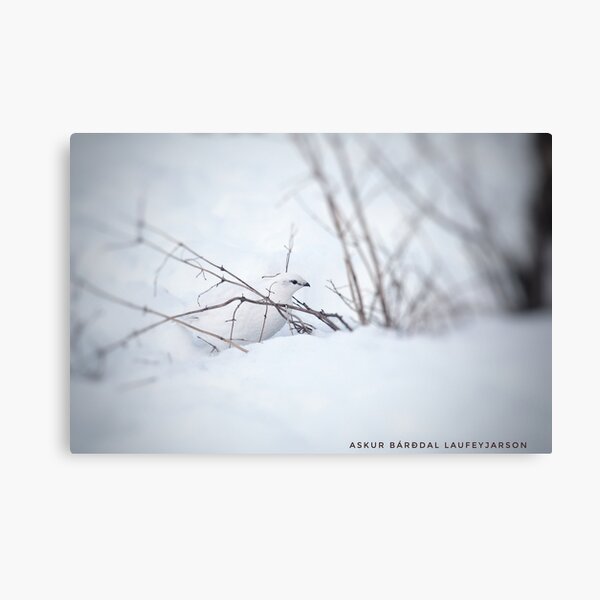Item preview, Rock Ptarmigan - Photograp designed and sold by Askur2000.