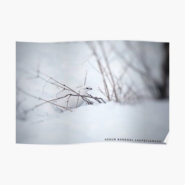Rock Ptarmigan - Photograp Poster