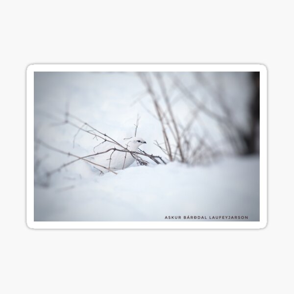 Rock Ptarmigan - Photograp Sticker