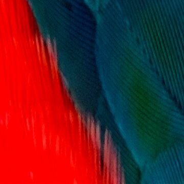 Artwork thumbnail, Crimson bellied conure pattern by BirbFriends