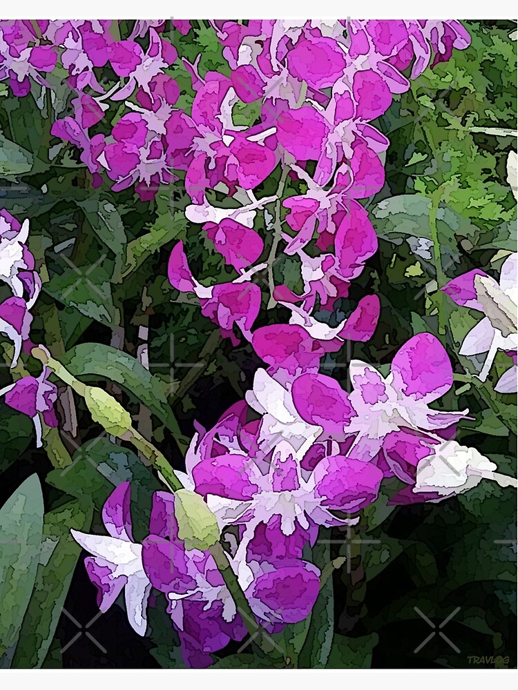 Lámina rígida «orquídeas moradas y blancas» de 206Grafiks | Redbubble