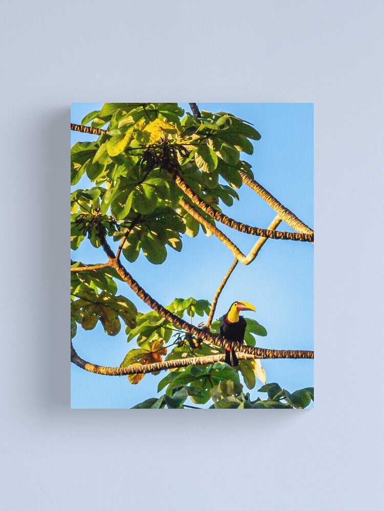 Thumbnail 1 of 3, Canvas Print, Toucan Do It! designed and sold by darren-j-mcleod.