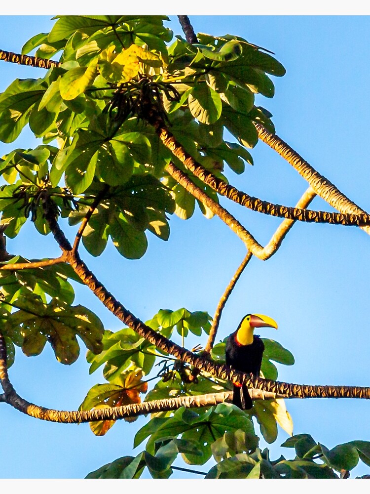 Thumbnail 3 of 3, Canvas Print, Toucan Do It! designed and sold by darren-j-mcleod.