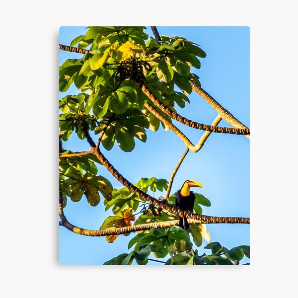 Canvas Print