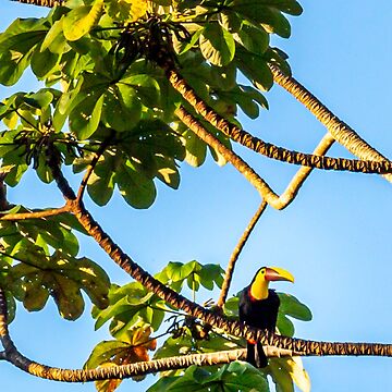 Artwork thumbnail, Toucan Do It! by darren-j-mcleod