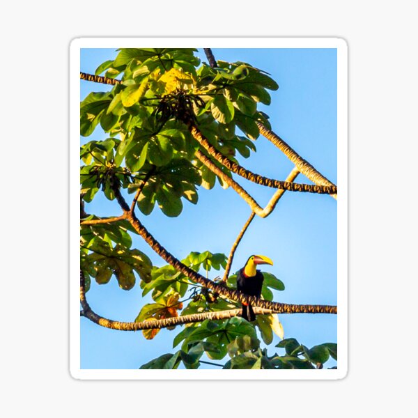 Toucan Do It! Sticker