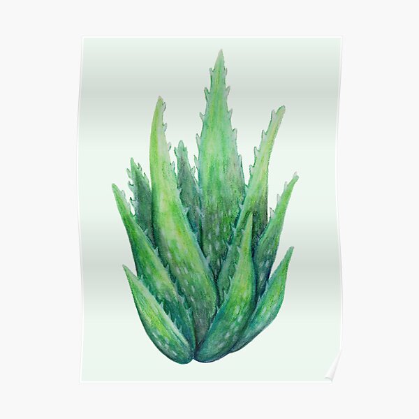 Aloe Plant Poster