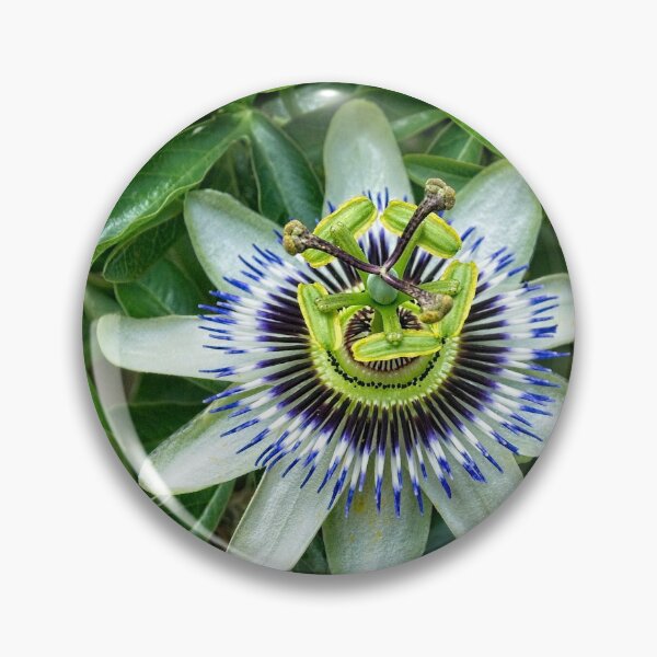 Item preview, Passionfruit flower designed and sold by Fran Woods.