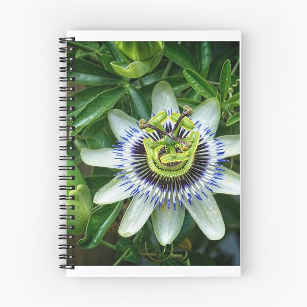 Item preview, Passionfruit flower designed and sold by Fran Woods.