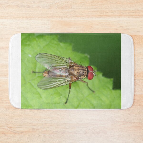 Item preview, Muscidae fly - insect macro designed and sold by SDym Photography.