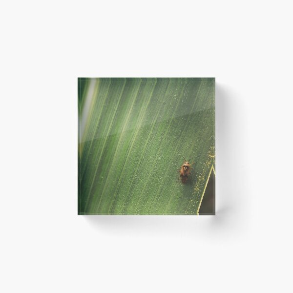 Artikelvorschau, Heart insect entworfen und verkauft von momentcaptures.
