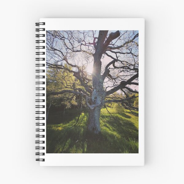 Item preview, Tree in the morning sun designed and sold by momentcaptures.
