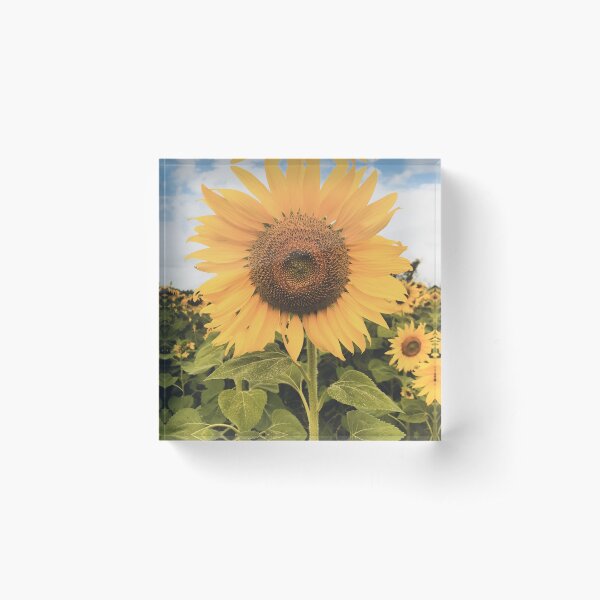 Item preview, Sunflowers and blue sky designed and sold by Jenmag.