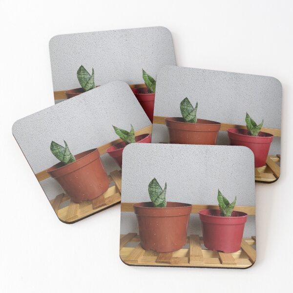 Item preview, Baby Snake Plant - Baby Sansevieria designed and sold by OonaLo.