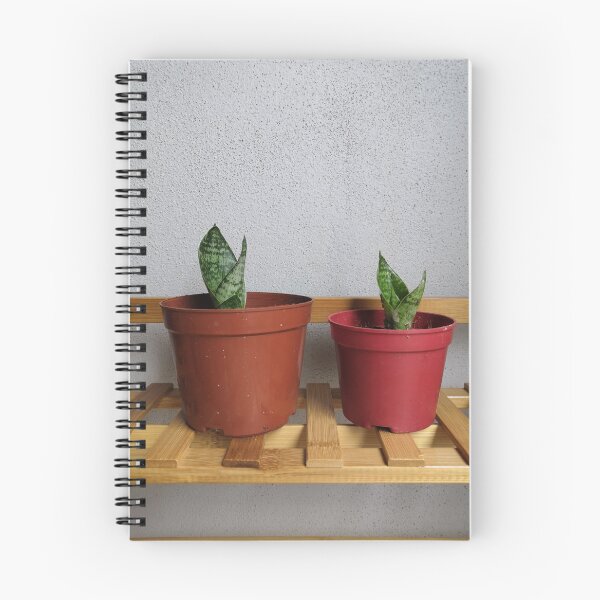 Item preview, Baby Snake Plant - Baby Sansevieria designed and sold by OonaLo.