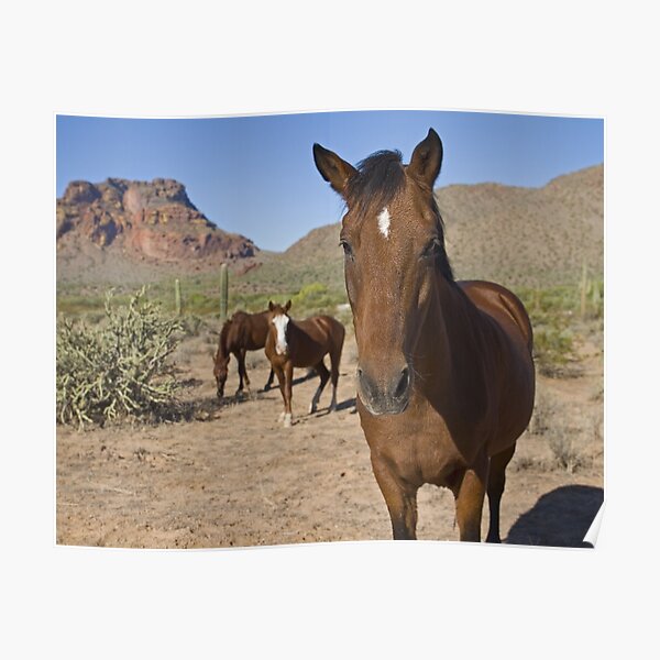 Wild Desert Horses Poster