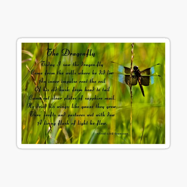 "Tennyson The Dragonfly" Sticker for Sale by bchambers1 Redbubble
