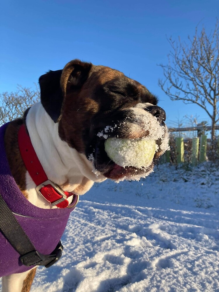 "Boxer and the snowball" Poster for Sale by Flutterbubble Redbubble