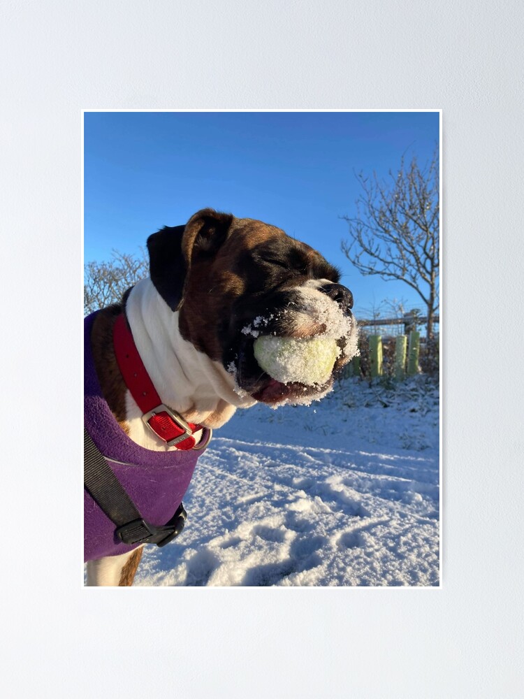 "Boxer and the snowball" Poster for Sale by Flutterbubble Redbubble