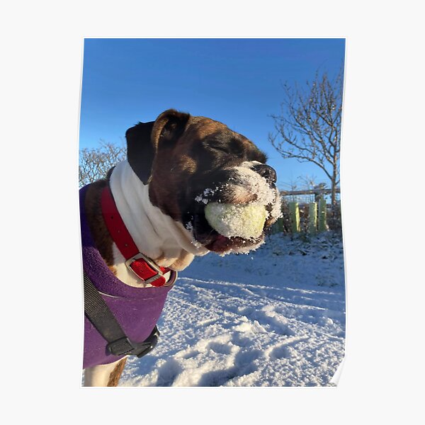 "Boxer and the snowball" Poster for Sale by Flutterbubble Redbubble