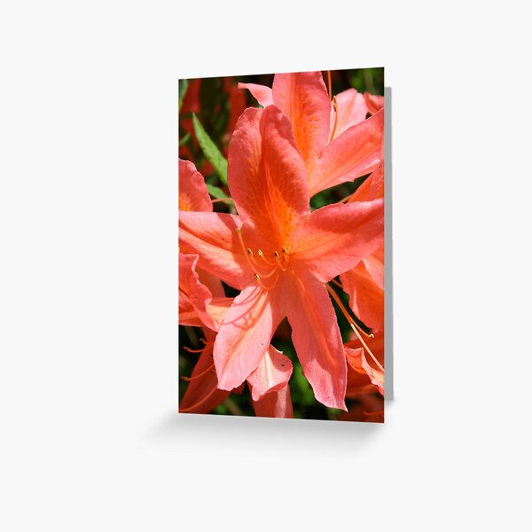 Azalea (1) Greeting Card
