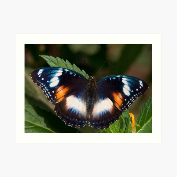 Common Eggfly female, Northern Territory, Australia Art Print