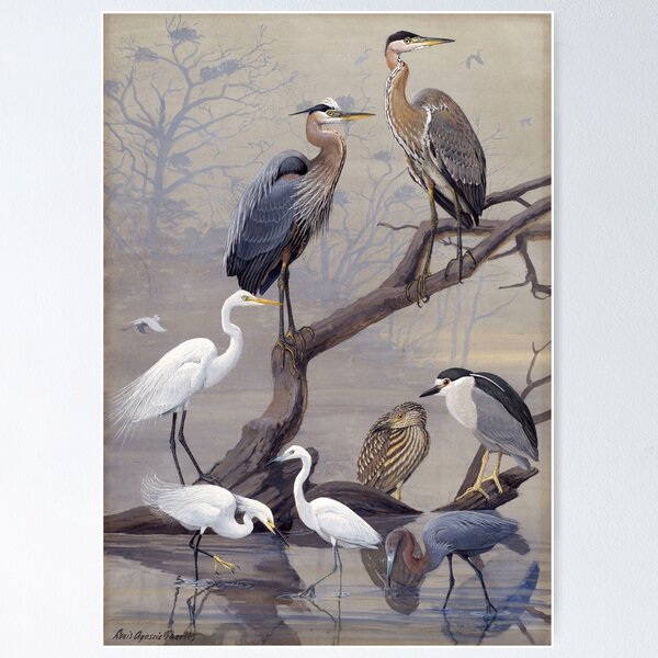Item preview, Great Blue Heron, American Egret by Fuertes designed and sold by nextstepdesigns.