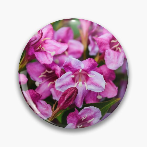 Item preview, weigela floreciendo en verano designed and sold by markspics.