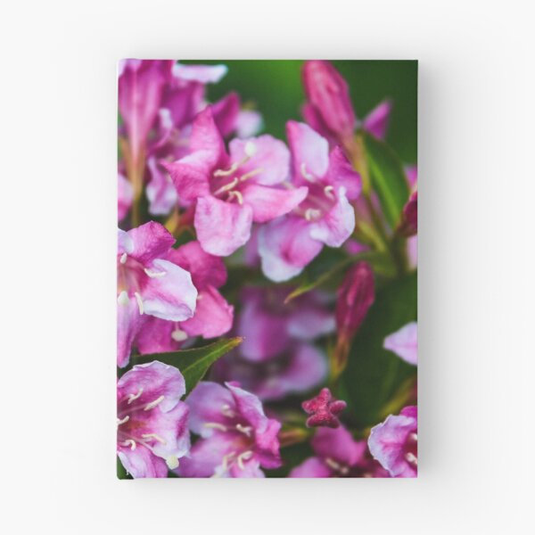 Item preview, weigela flowering in summer designed and sold by markspics.
