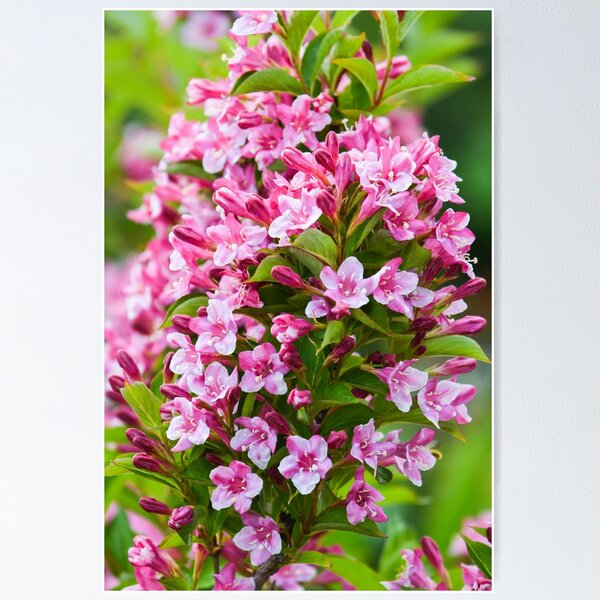 Item preview, weigela flowering in summer designed and sold by markspics.