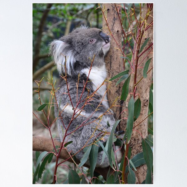 Item preview, CUTE N CUDDLY designed and sold by Paul Birch.