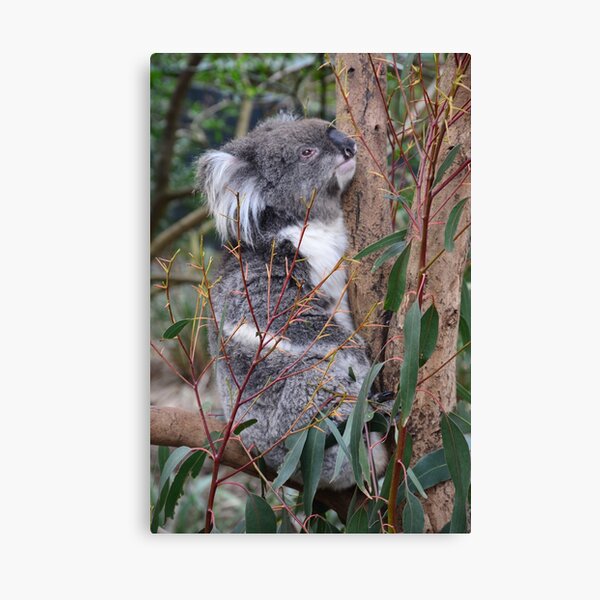Item preview, CUTE N CUDDLY designed and sold by Paul Birch.