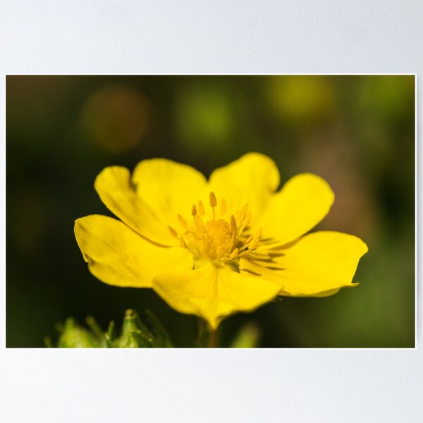 Aperçu de l'œuvre fleurs jaunes en pleine floraison en été créée et vendue par markspics.