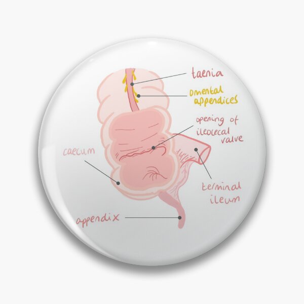 Artikelvorschau, Anatomie des Blinddarms entworfen und verkauft von thesmileymedic.