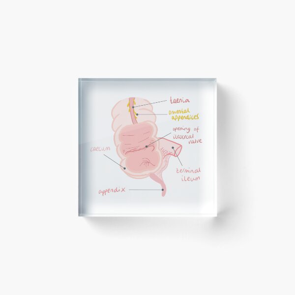 Artikelvorschau, Anatomie des Blinddarms entworfen und verkauft von thesmileymedic.