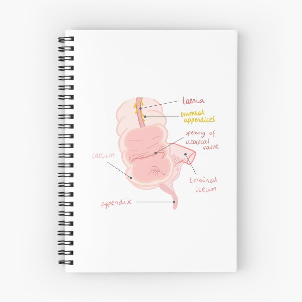 Artikelvorschau, Anatomie des Blinddarms entworfen und verkauft von thesmileymedic.