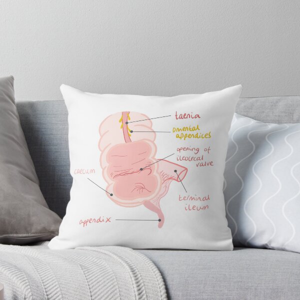 Artikelvorschau, Anatomie des Blinddarms entworfen und verkauft von thesmileymedic.