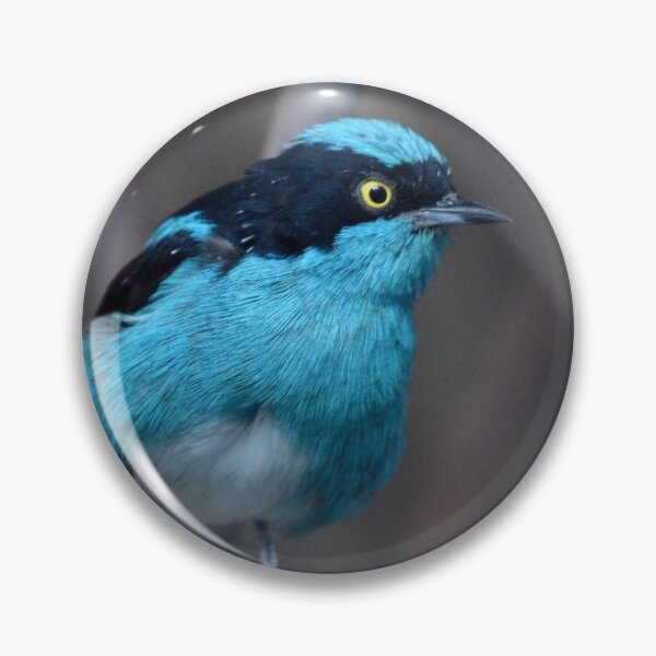 Item preview, Blue Fairy Wren designed and sold by David3209.