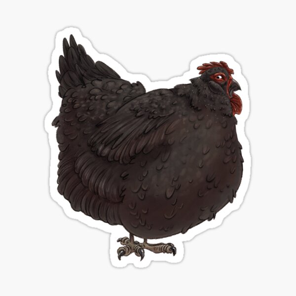Cottage Funny Chickens Gifts Merchandise Redbubble